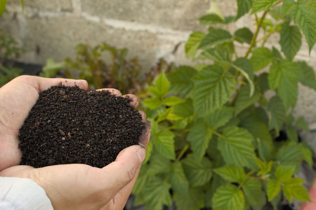Hands holding rich compost next to green plants, illustrating resource recovery from organic waste.